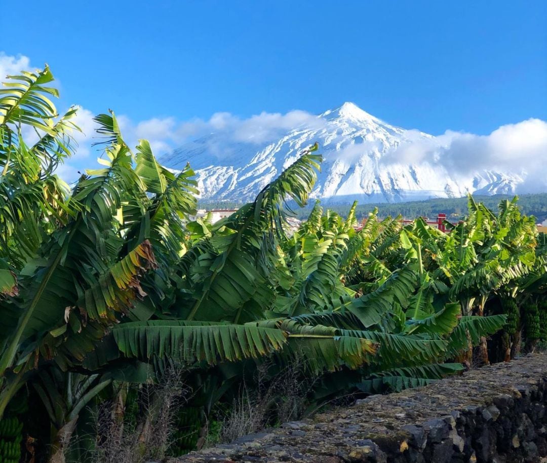 El Teide al findo de una finca de plátanos en Tenerife