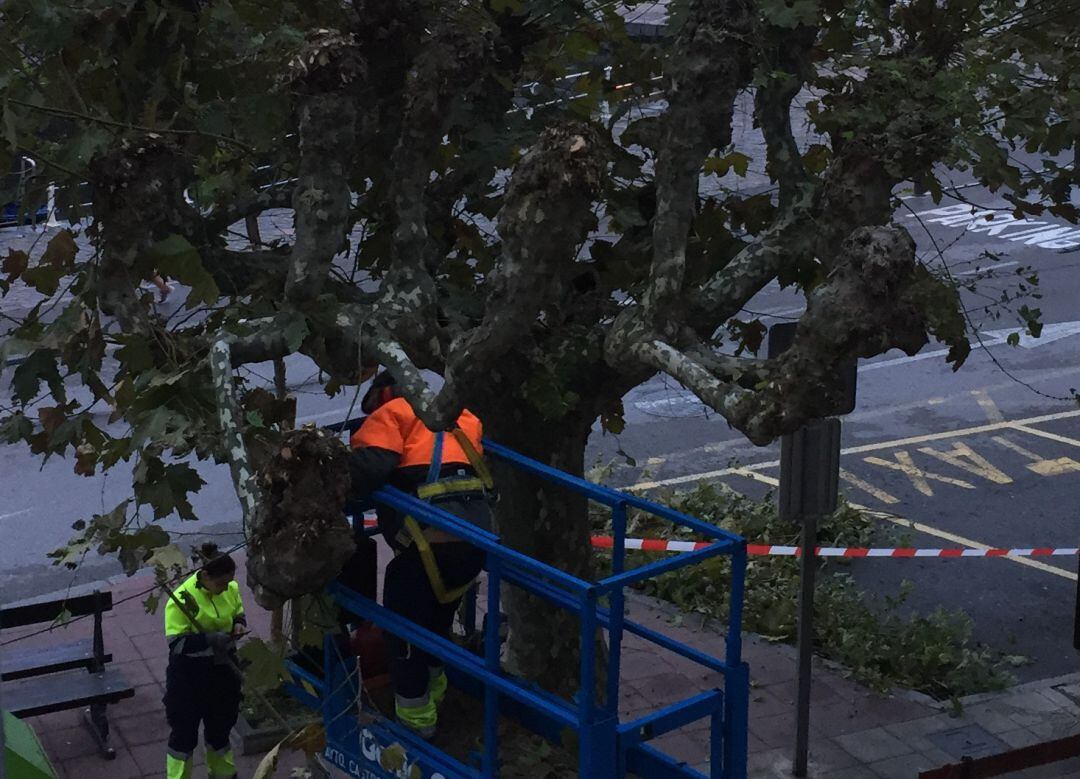 Trabajos de poda en La Plazuela.