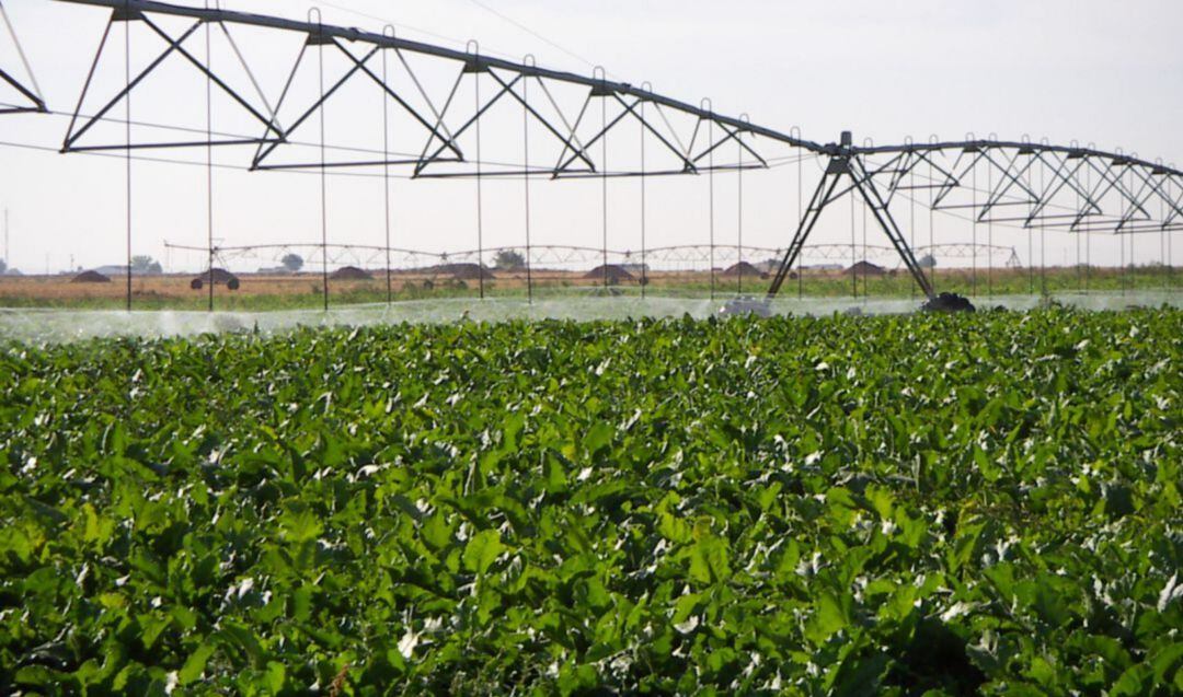 Cultivos de regadío en la provincia de Cádiz