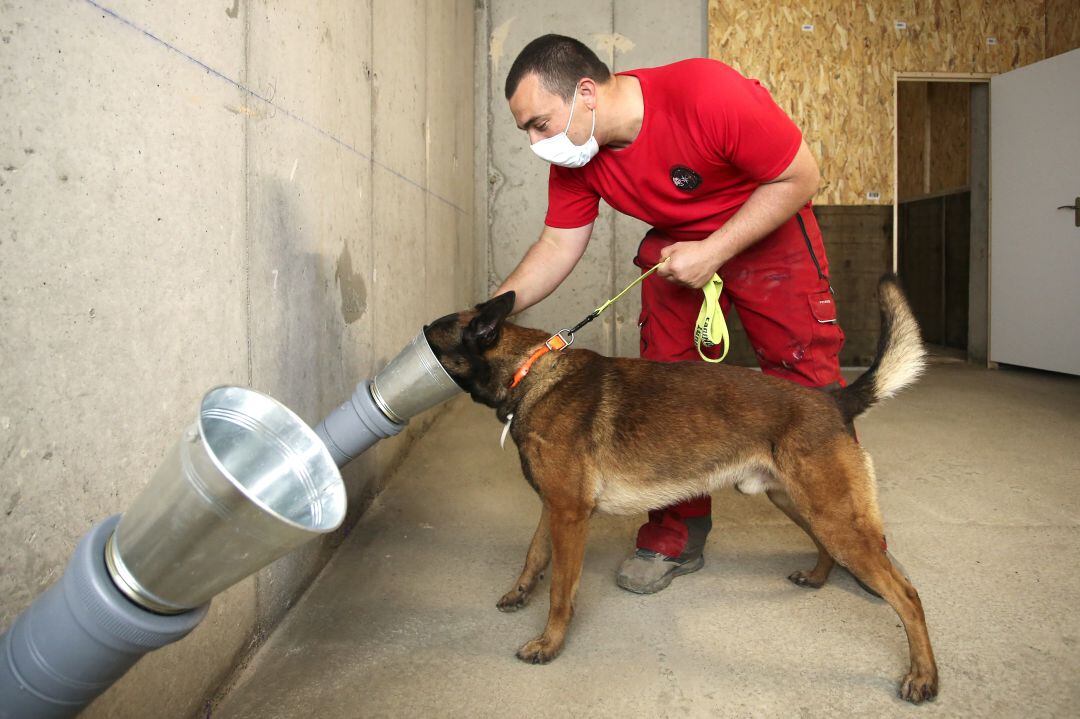 Perro entrenando el olfato para poder detectar el Covid-19 