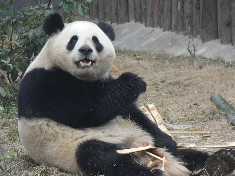 Zhu Yu es la hembra de oso panda que vivirá pronto en el Zoo de Madrid