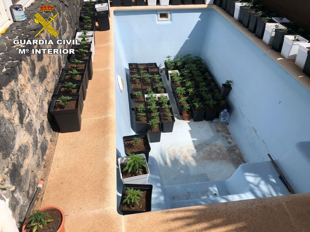 Plantas encontradas en la piscina de la vivienda.