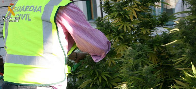 Intervención de la Guardia Civil en los domicilios en los que se ha encontrado plantas de marihuana