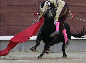 José Tomás es cogido por el toro