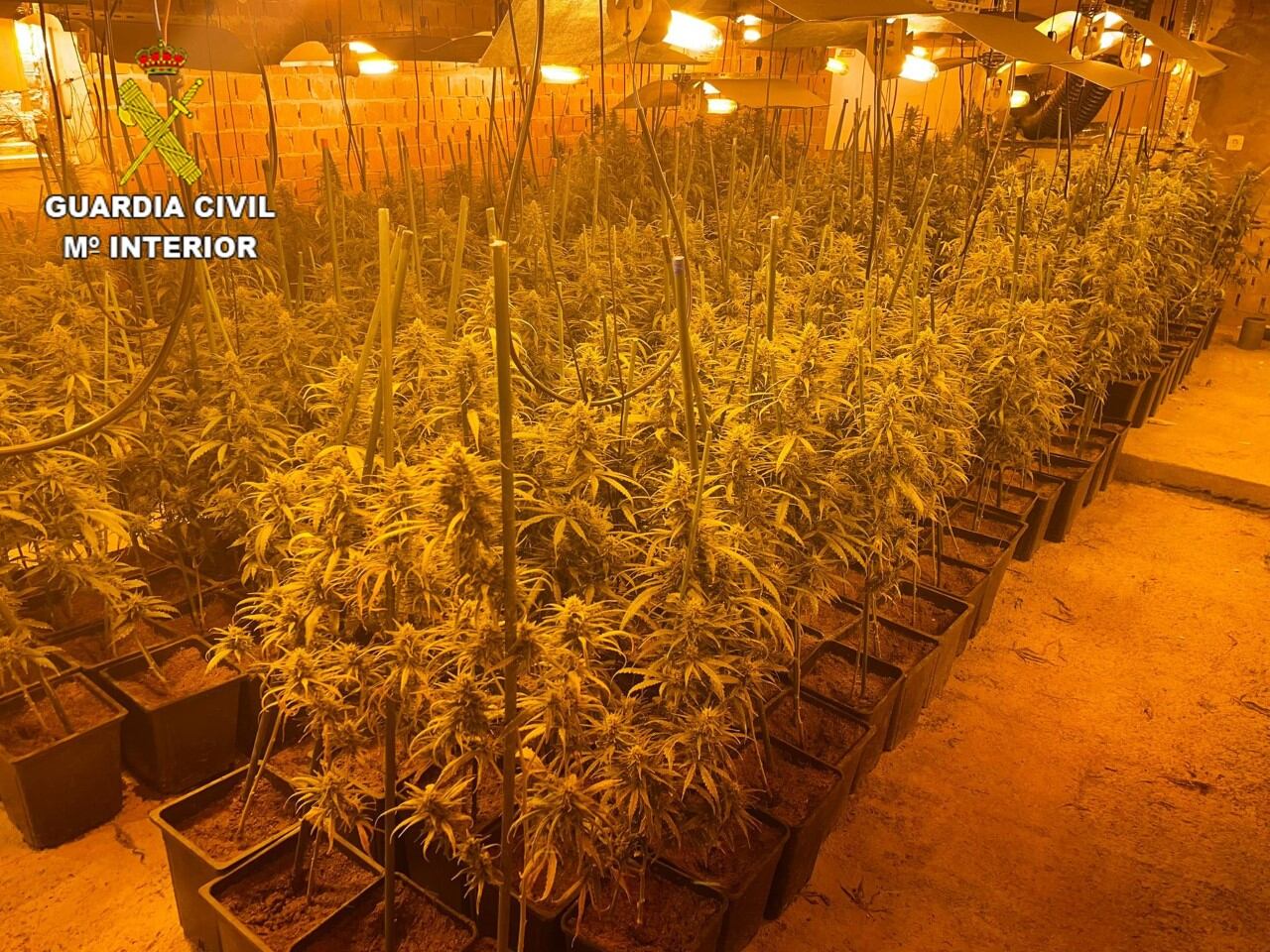 Plantación de marihuana incautada por la Guardia Civil en Santa Olalla