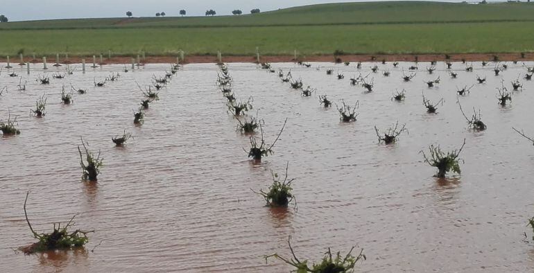 El granizo afectó a los viñedos de San Clemente y Casas de los Pinos.