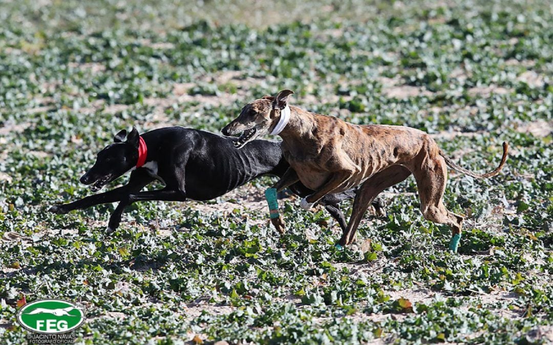 Se retoma el Campeonato de España de Galgos en Madrigal de las Altas Torres