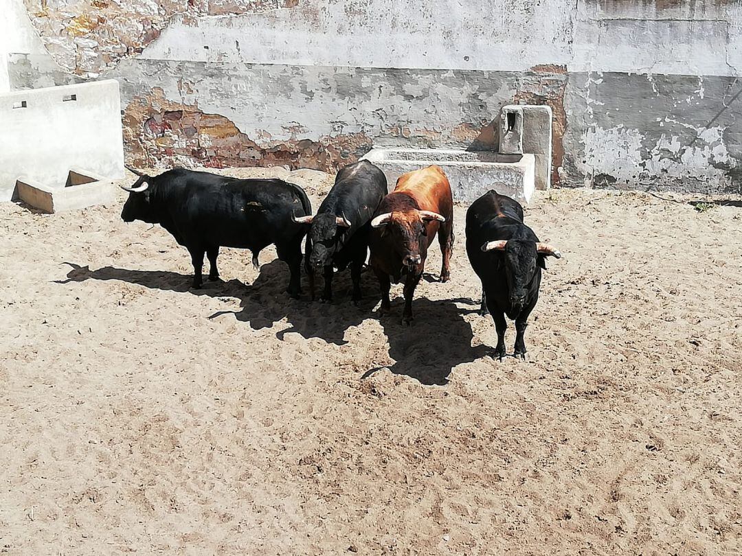 Parte de los toros que se lidiarán en la primera de feria