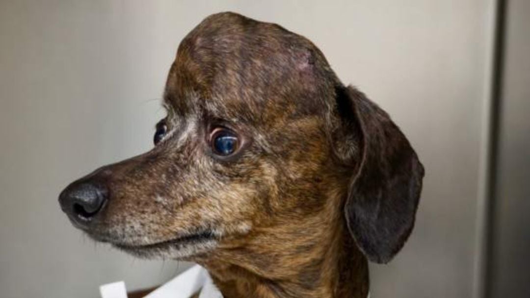 Paches, perro con un tumor cerebral cuyo cráneo ha sido reconstruido con una impresora 3D.