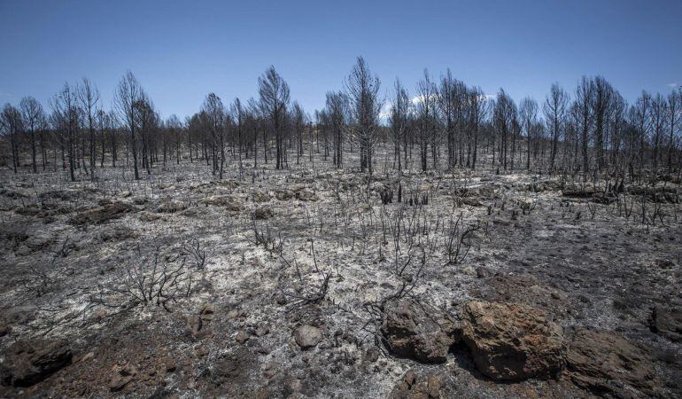  Estado en el que ha quedado la superficie afectada, cerca de 1600 hectáreas, por el incendio forestal declarado ayer en la zona de Barraca de Aguas Vivas, en el término municipal de Carcaixent.