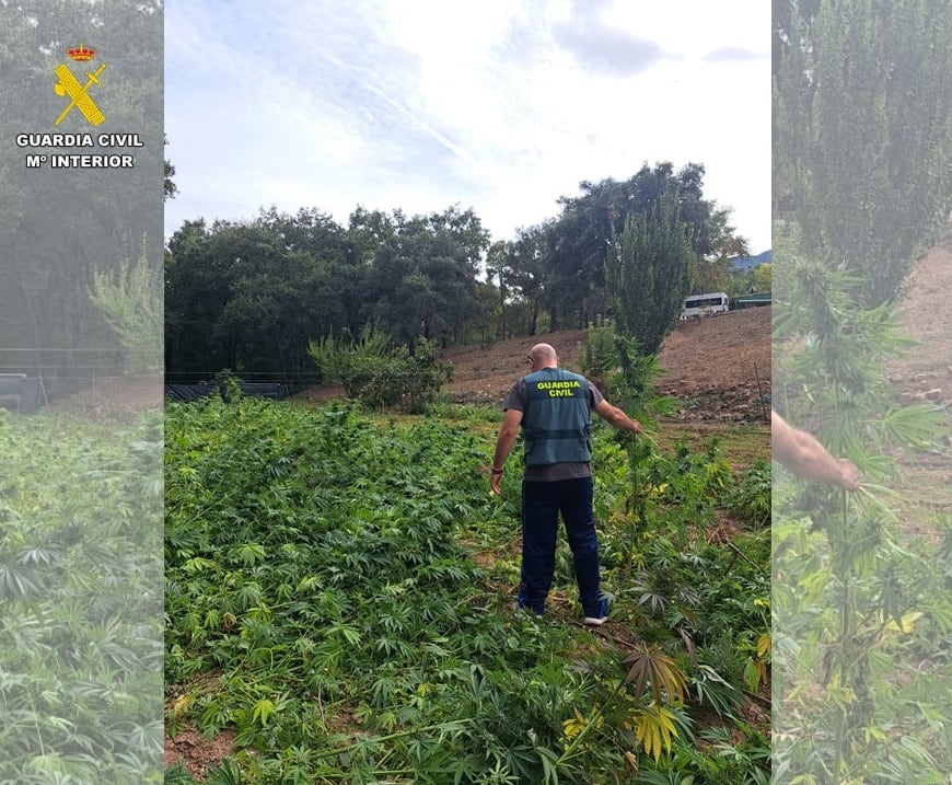 Plantación de marihuana en Fuencaliente