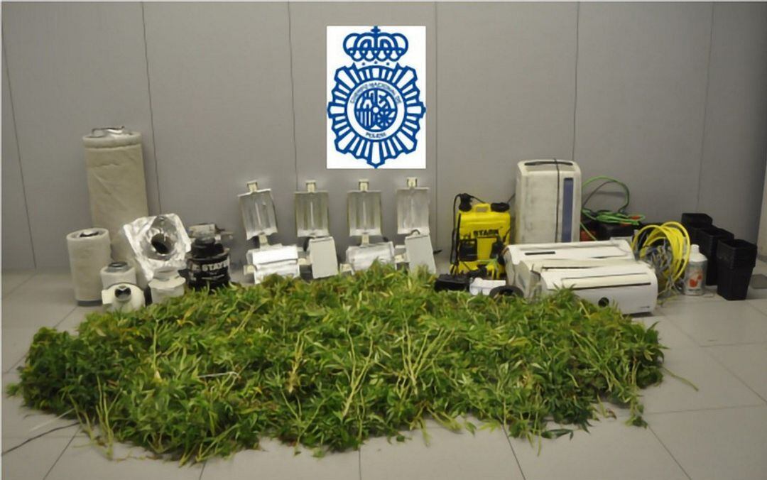 Marihuana de la plantación desmantelada en el piso ocupado de Móstoles