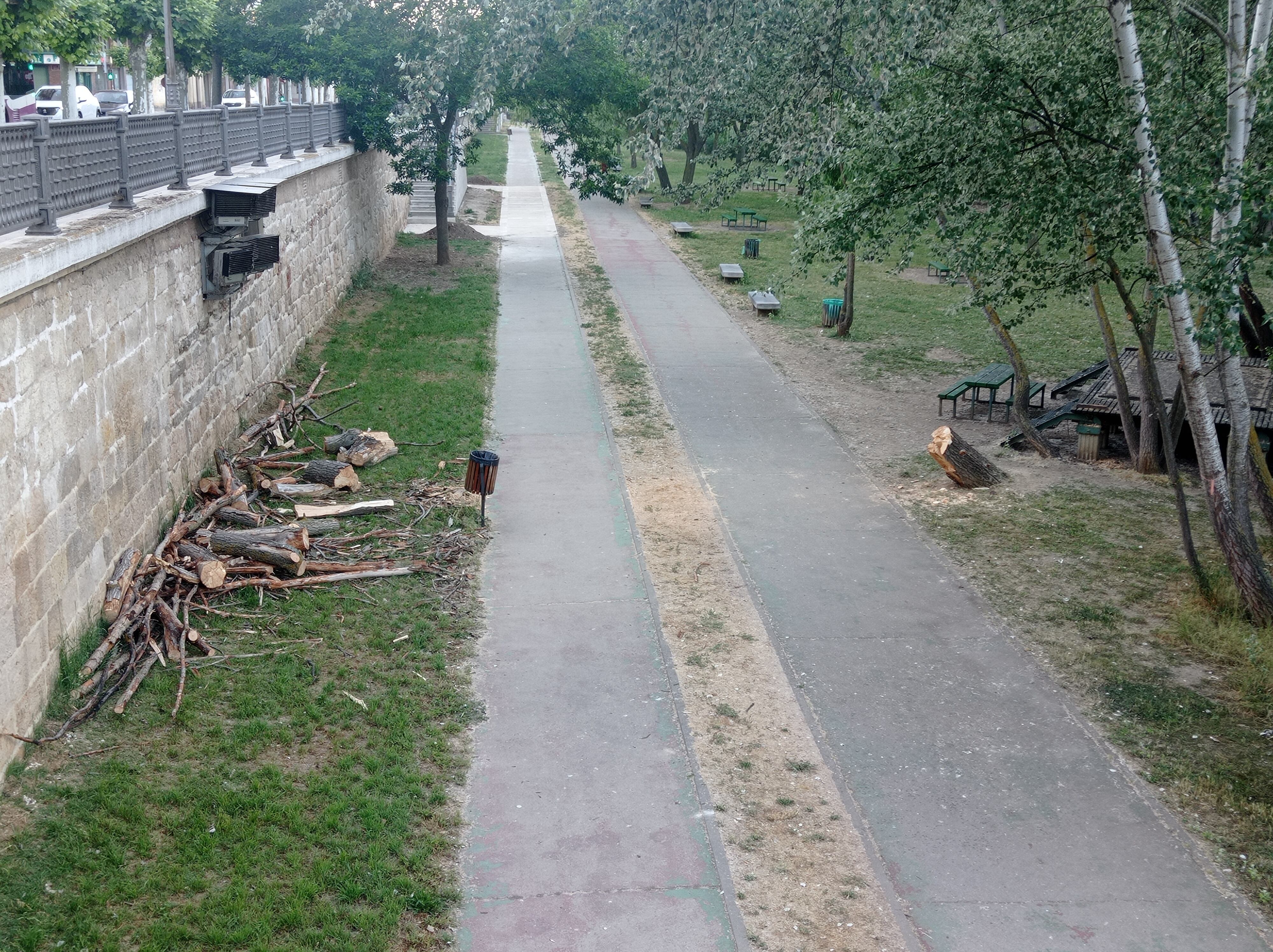 Restos del árbol caído sobre el carril bici en la tarde del lunes