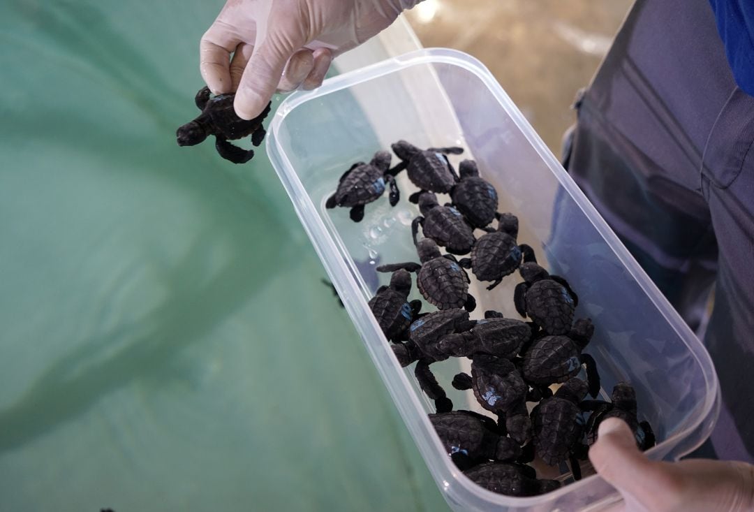 Imagen de archivo de las tortugas nacidas en Ibiza que fueron llevadas a Valencia para su crecimiento