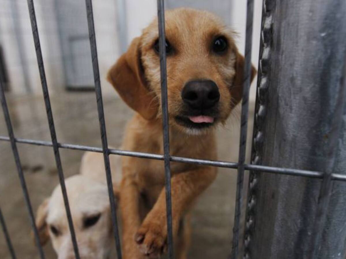 La investigación de una perrera destapa una supuesta red de tráfico de animales