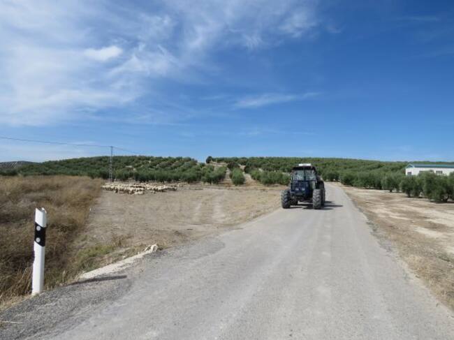 Actividad agraria en la Subbética