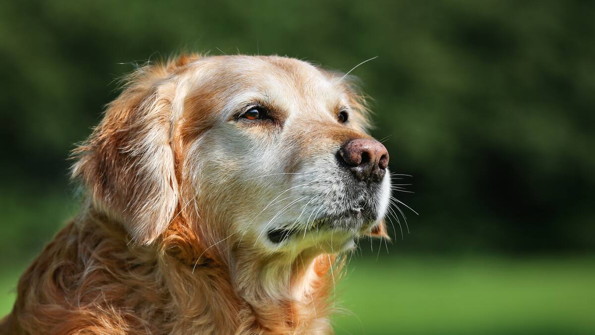 Mercedes Sánchez. Veterinaria