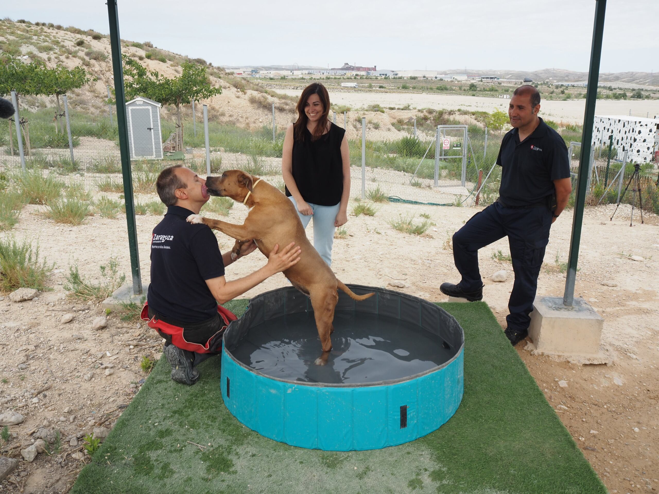 Piscina para mejorar el bienestar animal frente al calor