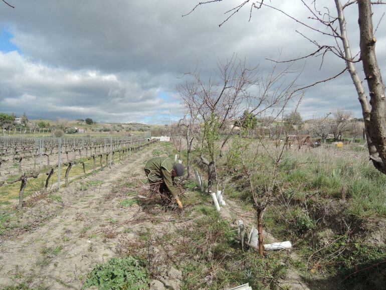 Trabajador agrario, trabajo agrario, cultivar, cultivo, cultivando, cultivos