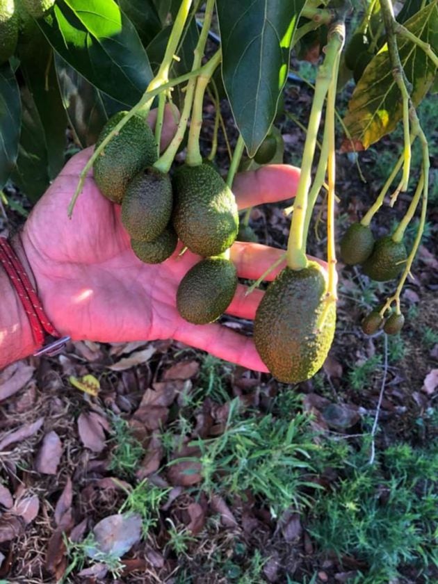 Primer plano de unos aguacates del Campo Gibraltar