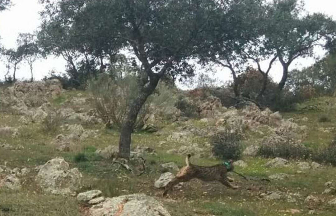 Uno de los ejemplares de lince ibérico liberado en Extremadura