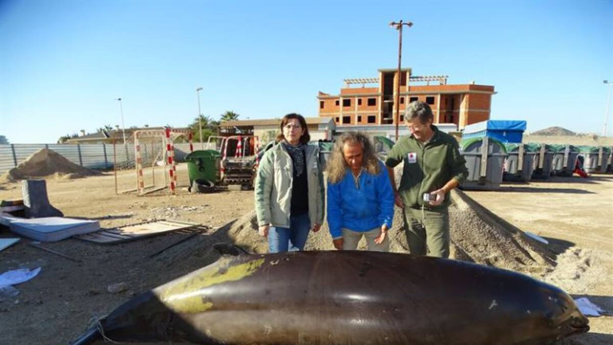 El zifio varado en La Manga podría haber llegado herido desde Cabo de Palos