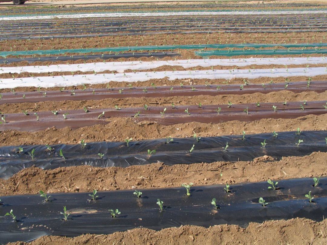 Cultivo con plásticos acolchados empleado por el equipo de horticultura del IMIDA para los ensayos de reducción de la biodegradación