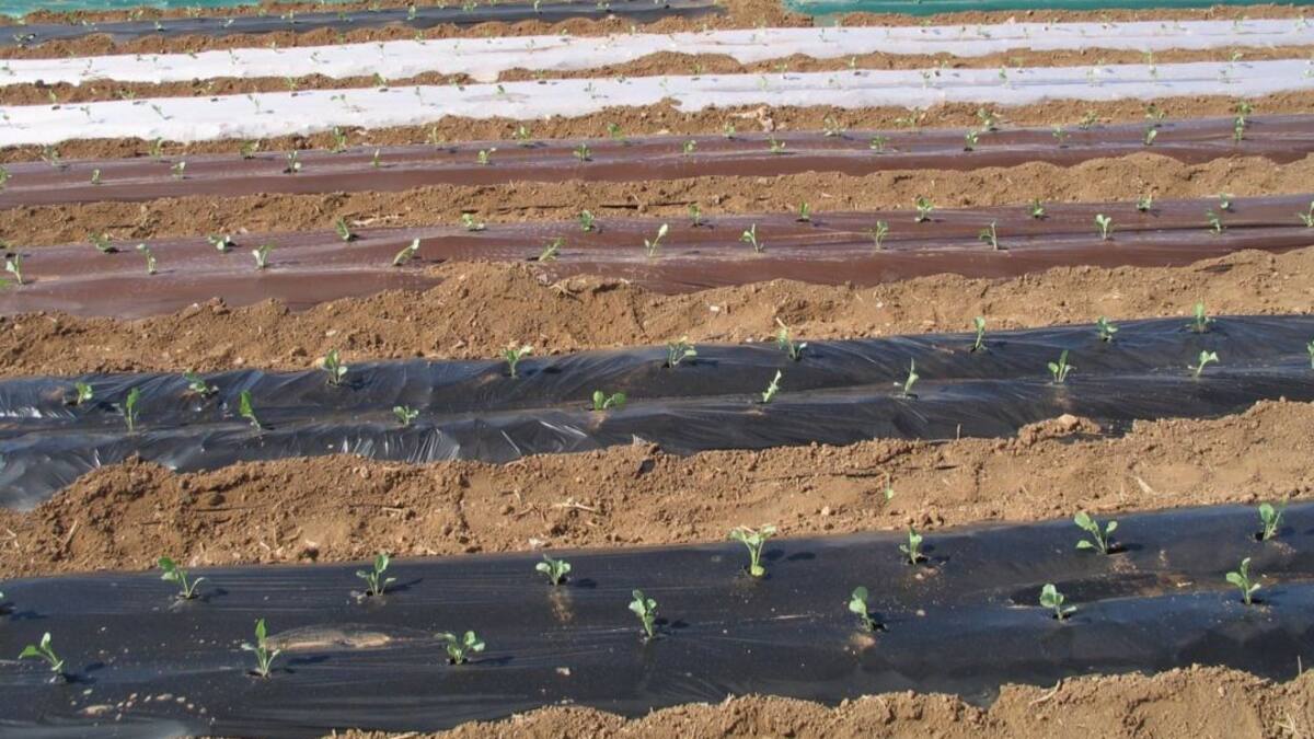 Consiguen reducir a 6 meses el periodo de biodegradación de los restos plásticos de acolchados agrícolas