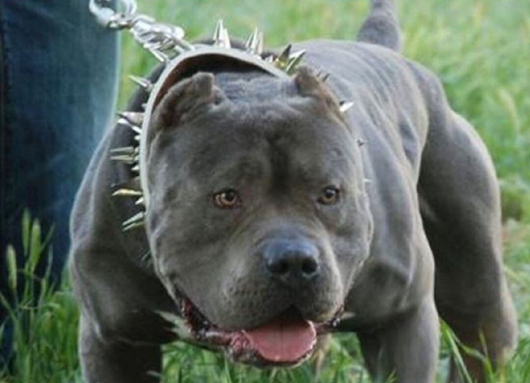 Un gos de raça suposadament perillosa.