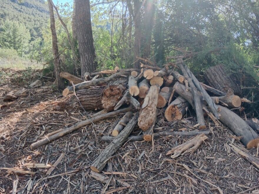 Tala realizada a orillas del río Cabriel