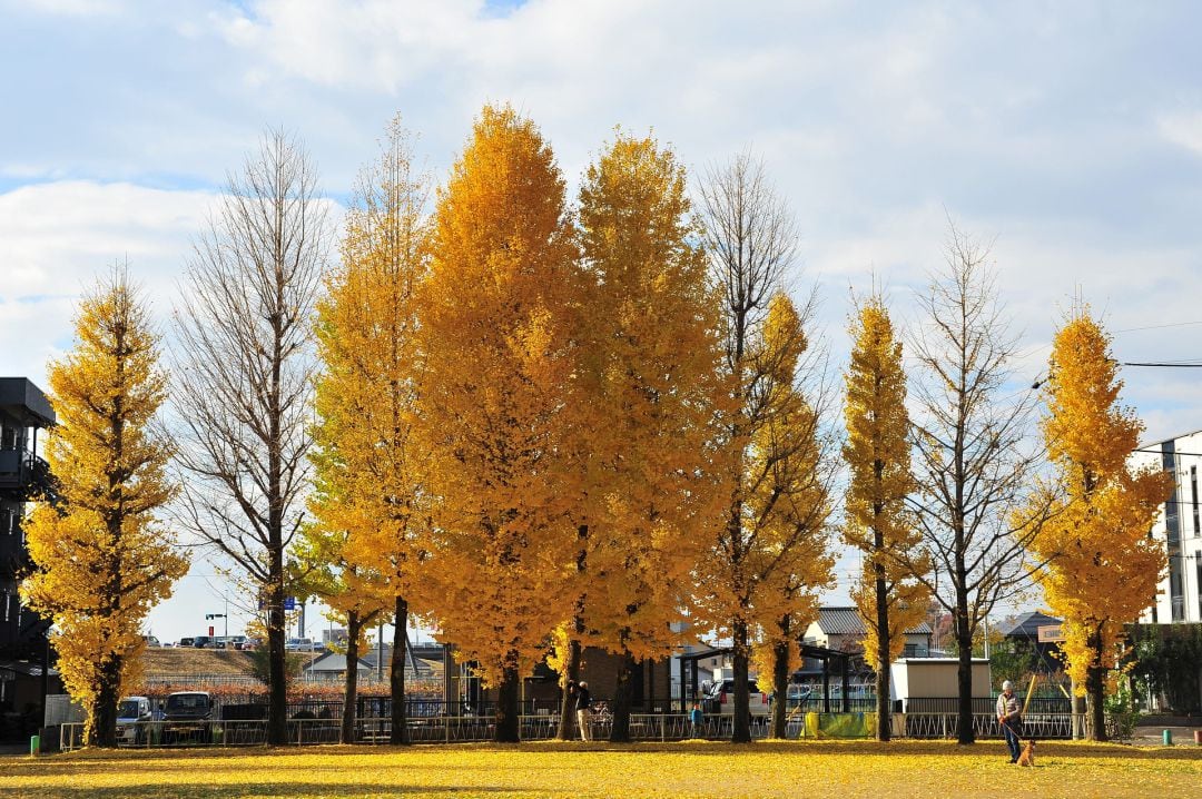 Ejemplares de Gingko biloba