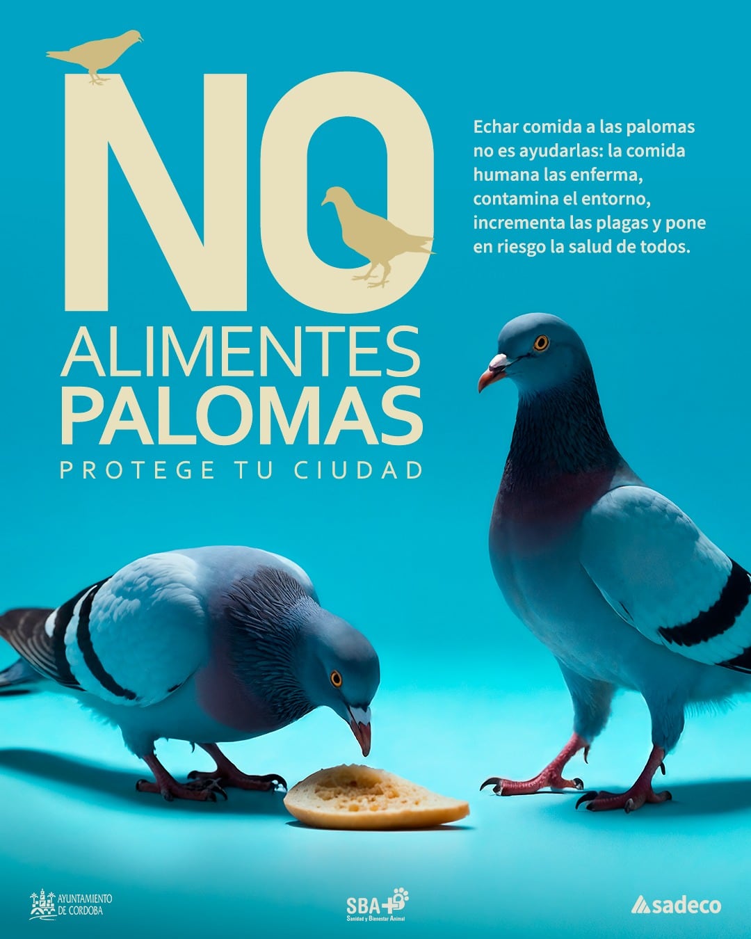 Campaña de Sadeco para que no se alimente a las palomas en Córdoba