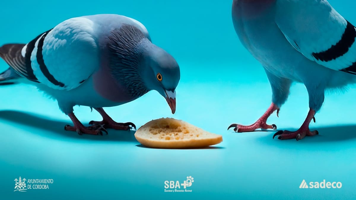 Sadeco intensifica su campaña para evitar que se alimente a las palomas