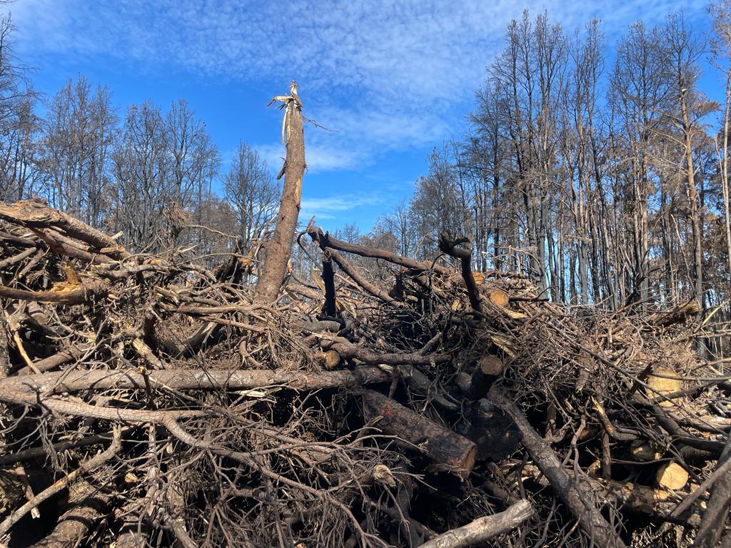 Ramas quemadas apiladas tras el incendio de Tenerife