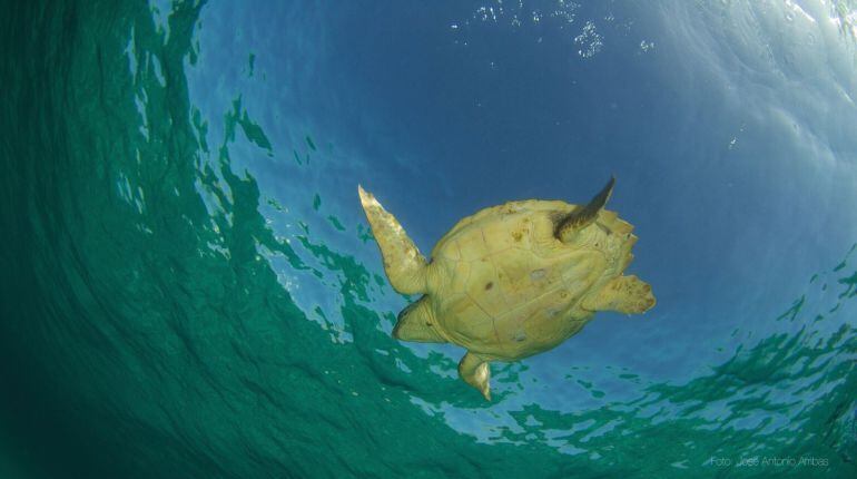 El Consell de Formentera anima a que todos los ciudadanos firmen las alegaciones