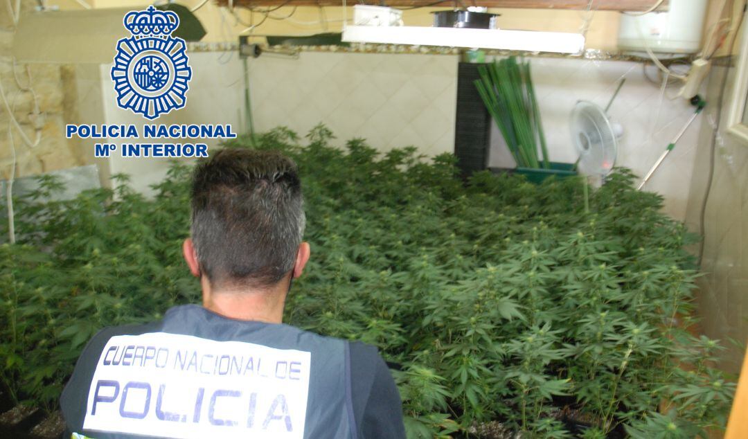 Un policía observa las plantas de marihuana incautadas.