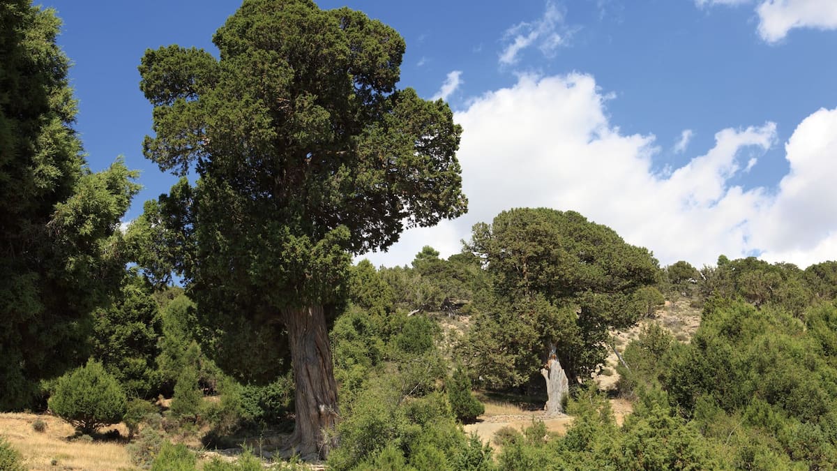 Radio Lindo | El bosque del año