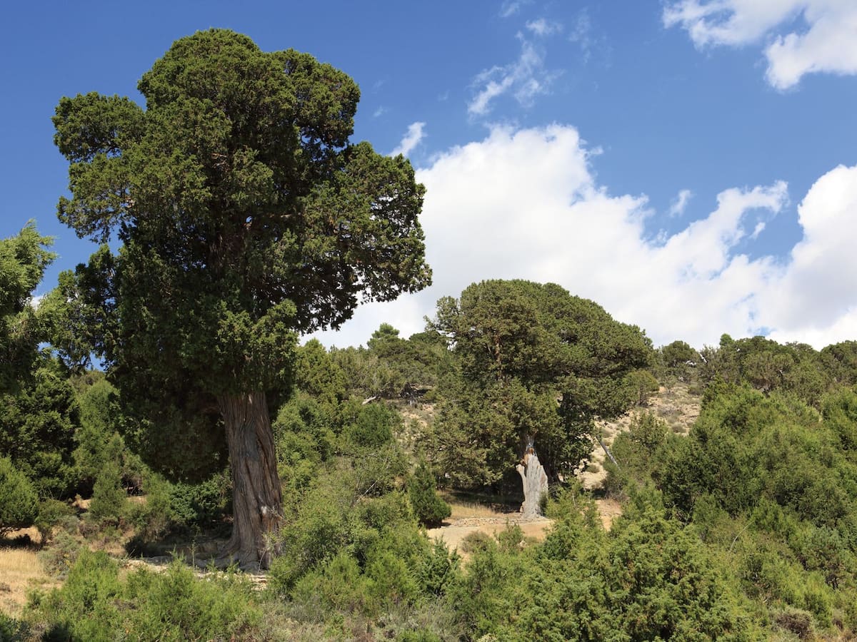 "No es un míster bosque, es parte de nuestra comunidad": El Sabinar de las Blancas, Bosque del Año en España