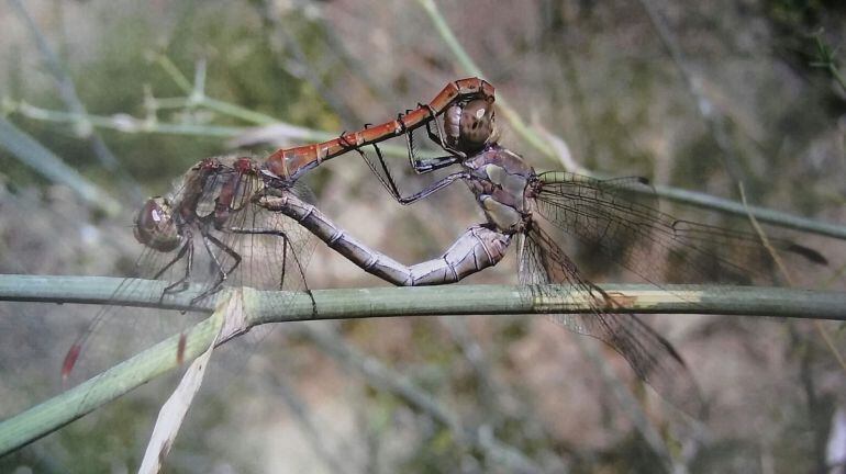 Éste es uno de los insectos que se podrán contemplar en la exposición