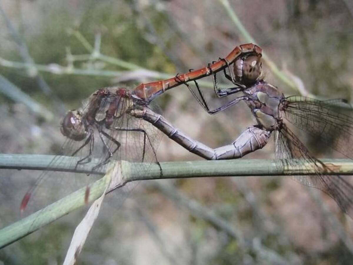 Ven a contemplar los "Bichos de la Asomadilla"
