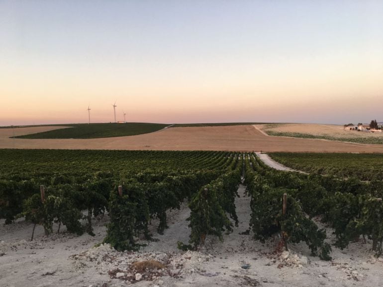 Imagen de una viña del Marco de Jerez