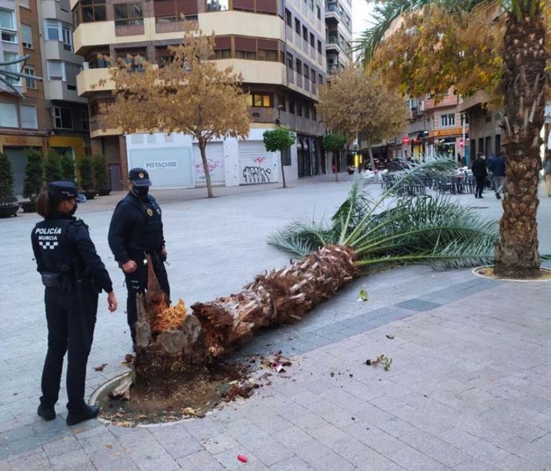 Palmera tumbada por el viento de Murcia