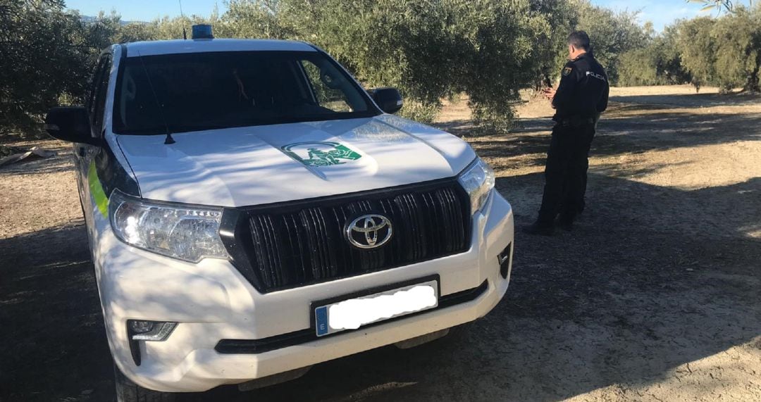 Incautan más de 1.600 kilos de aceituna robada