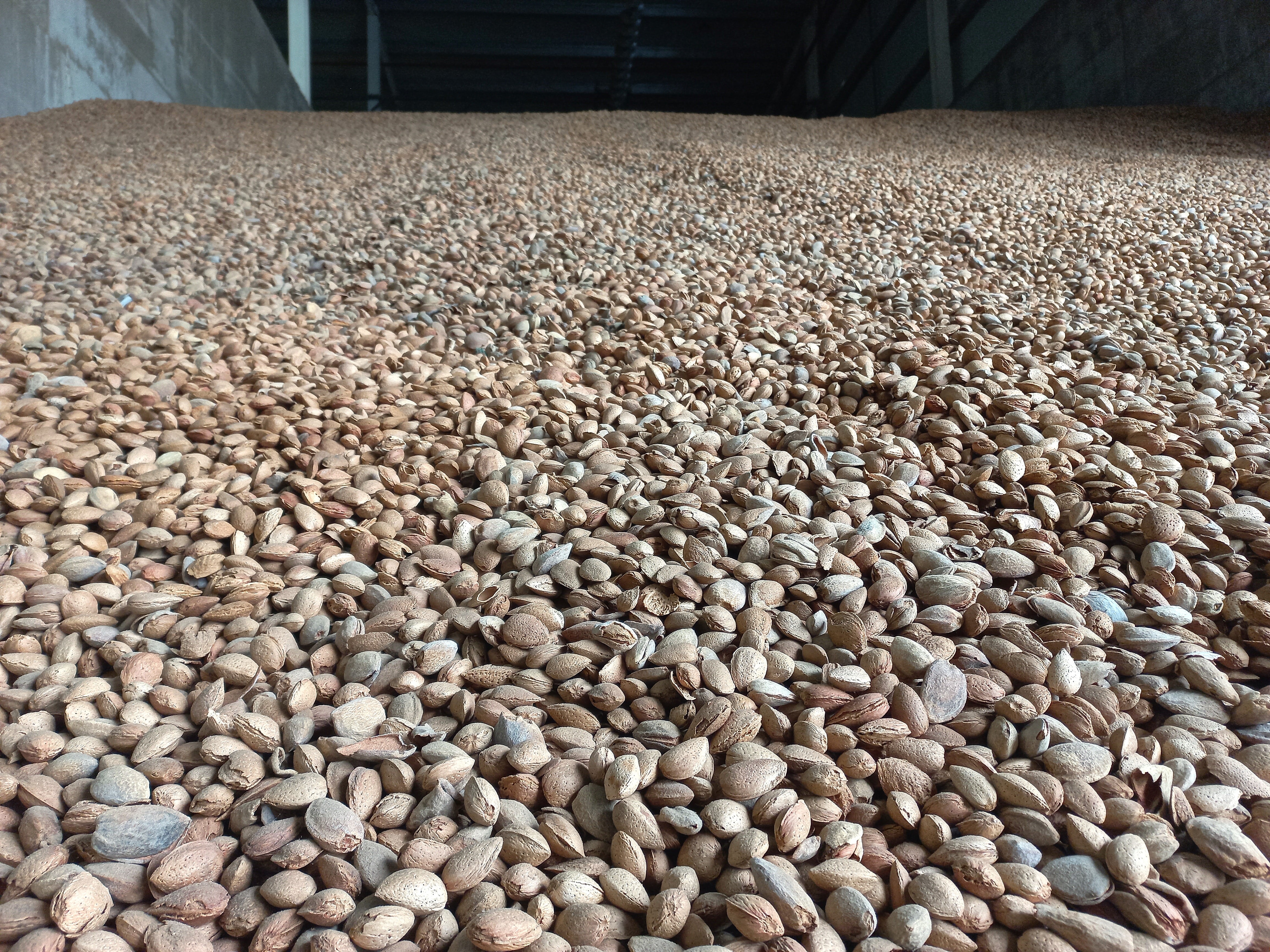 Un silo con almendras en la planta de Dcoop en Villarrubia (Córdoba).