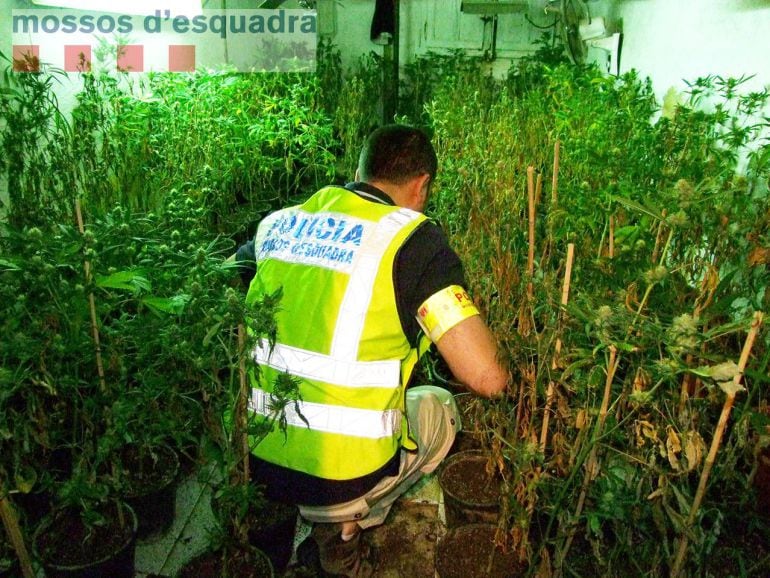 Els Mossos d&#039;Esquadra han localitzat una plantació de marihuana en un habitatge de Deltebre. 