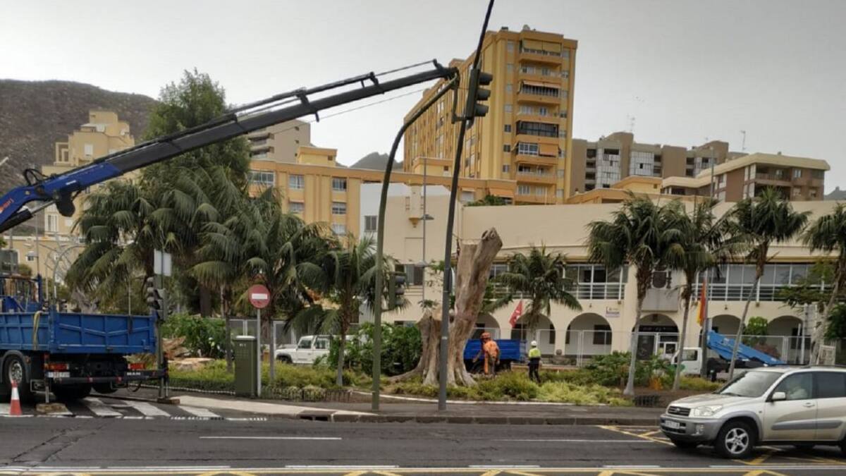 Talan diez laureles de Indias muertos en Santa Cruz de Tenerife