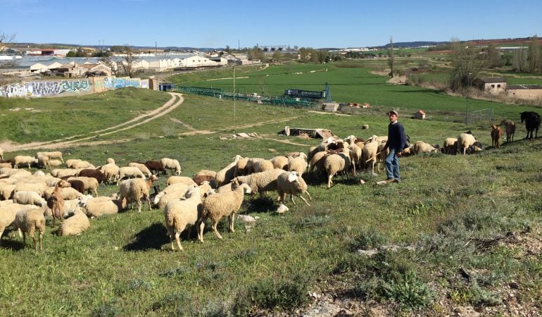 un rebaño de ovejas en la capital conquense