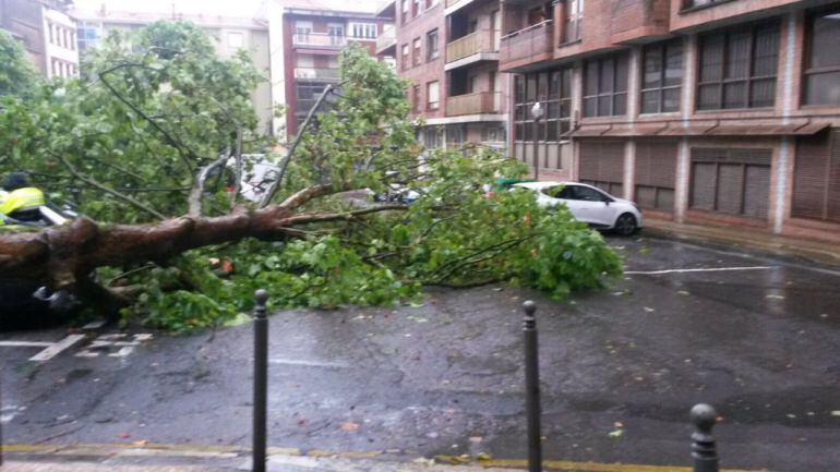 Los vecinos de la calle Señor de Aranzate de Irun han visto como un árbol de grandes dimensiones caía sobre tres coches estacionados en esa vía