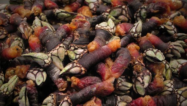 El tamaño del aparato de reproductor de los percebes es un clásico.