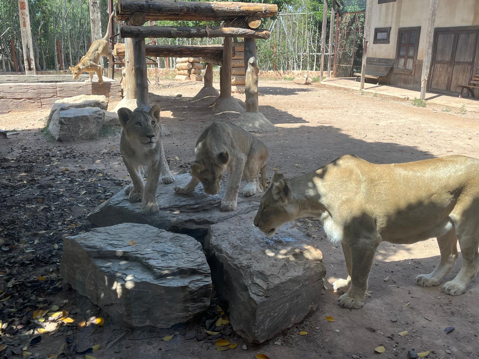 Leones africanos en Terra Natura